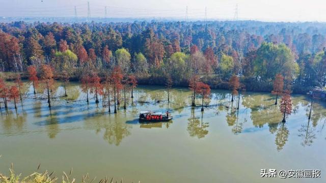 游人如织！第九届来安池杉湖观鸟周暨非遗美食文化宣传系列活动启幕