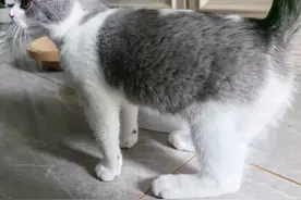 猫居然是踮脚走路的，猫长了一双又大又长的后脚图片