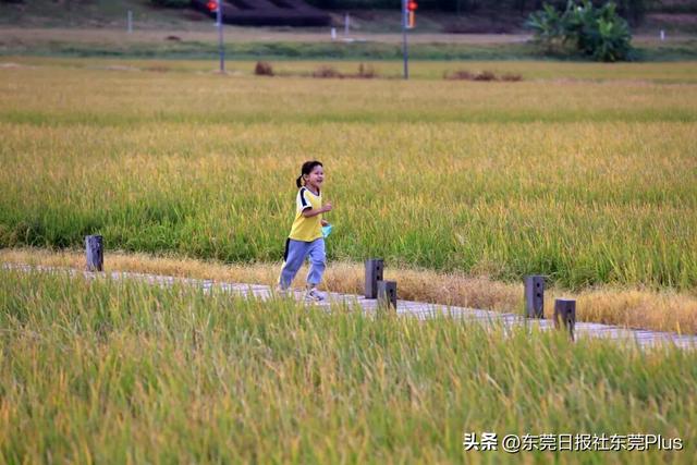 上班暂停，来东莞看稻田吧！