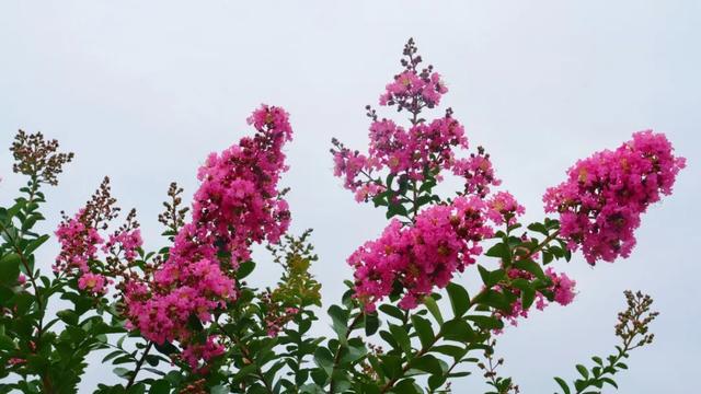 “多巴胺”风吹到了两当！
