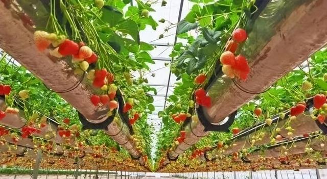 临沂人游临沂｜赶兰陵千年大集，赴一场烟火与诗意的约会