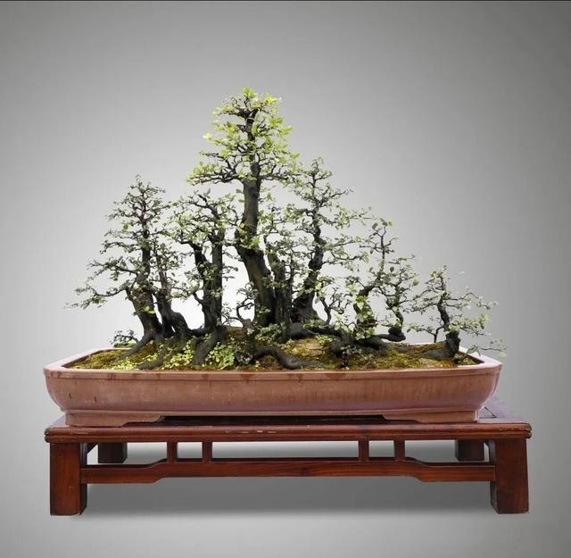 丛林盆景制作技巧｜把“微型森林”搬回家，丛林盆景这么做超简单