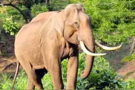 42头野生“巨象”现身云南，体重超8000斤，号称“丛林万人敌”图片