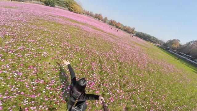 中山这片粉色花海，开了！