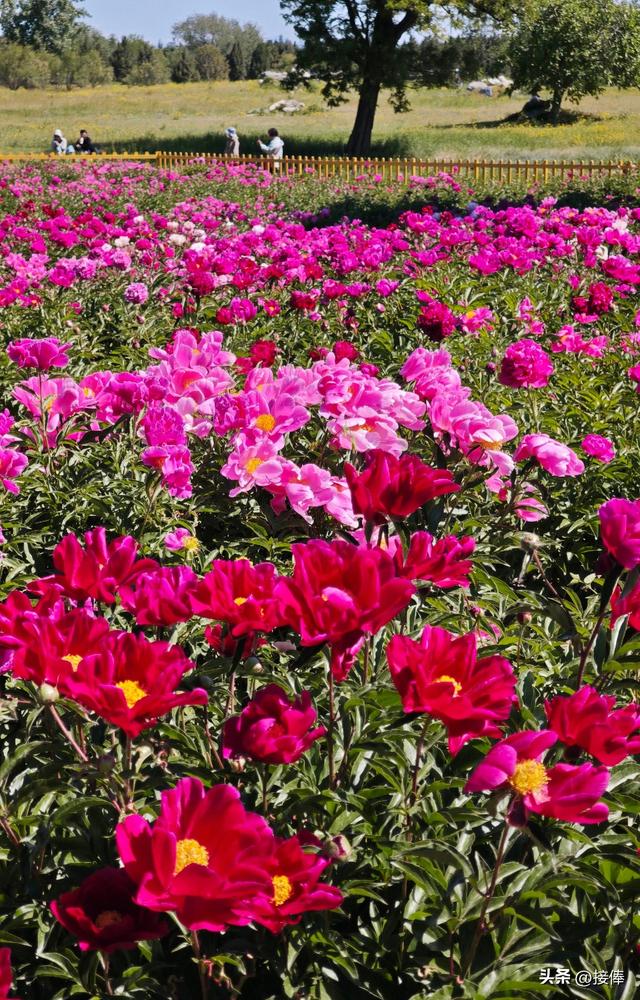 张传禄：北京芍药花海