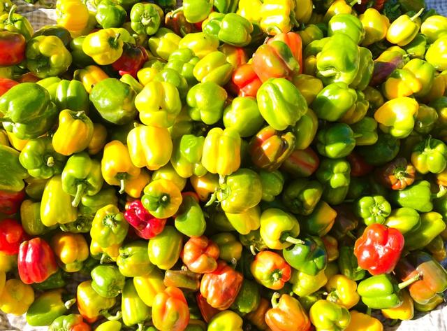 秋色满筐 早市上的色彩交响