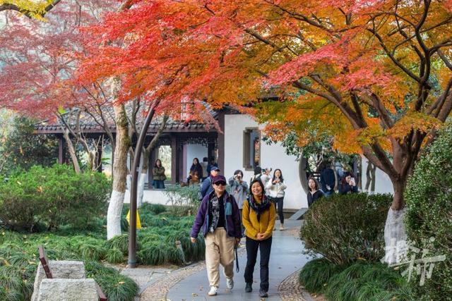 杭州最近美“枫”了，红枫和鸡爪槭还“傻傻分不清楚”？