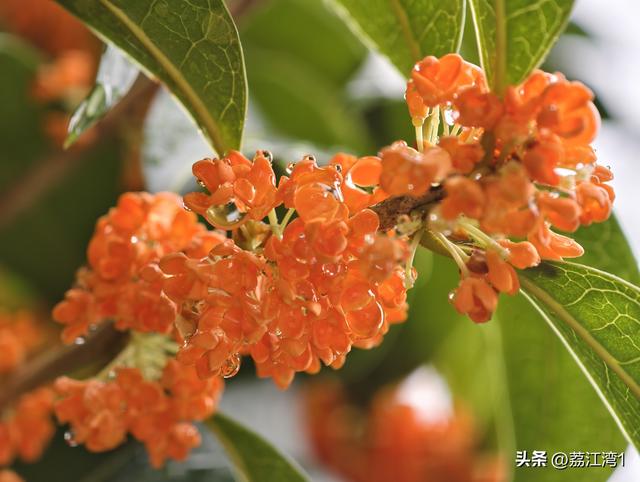 桂香漫城：桂林的秋日私语