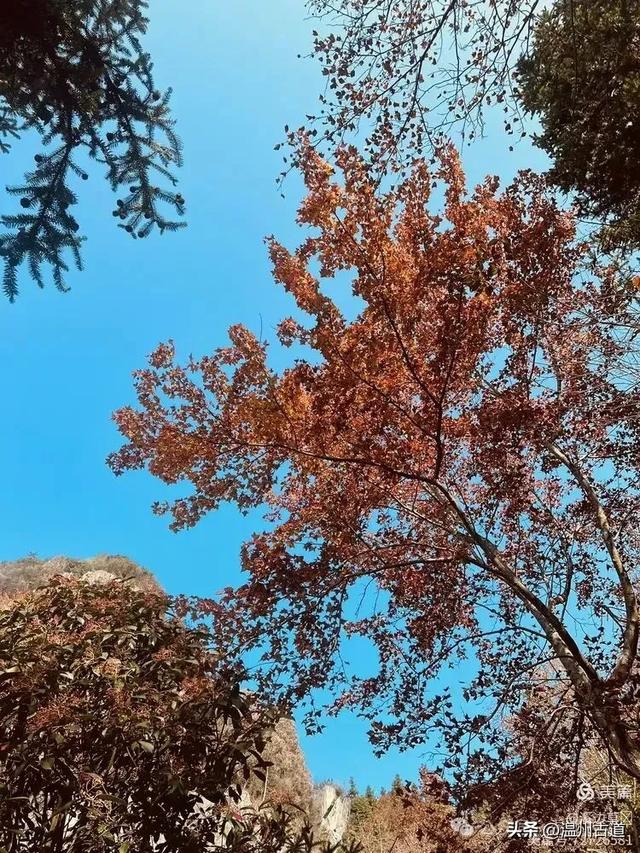 约吗？温州此处枫叶已渐红，这周末将进入赏红叶佳期！