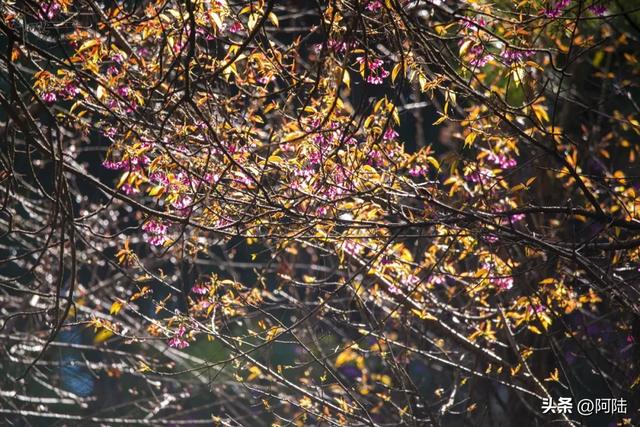 灵鹫山的野樱花快谢了，今年还没看的就别去打扰无为寺的清静啦