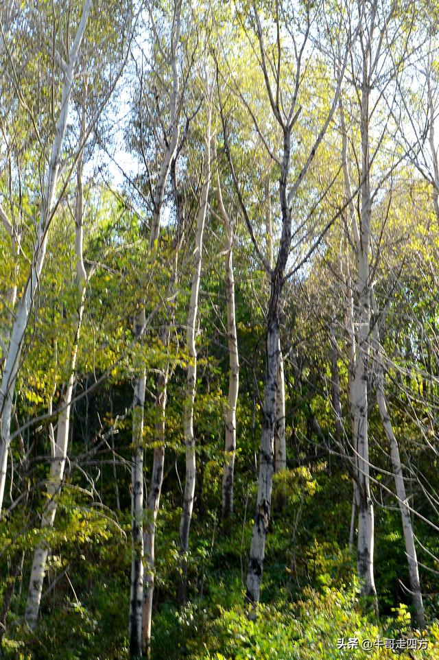 延庆应梦寺（五）：山巅极目收千嶂，林海听风涤尘心