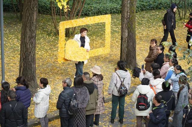 快去打卡！人民公园银杏与彩叶进入最佳观赏期