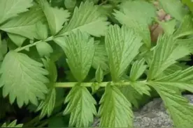 龙牙草，又叫仙鹤草，蔷薇科常见草本图片