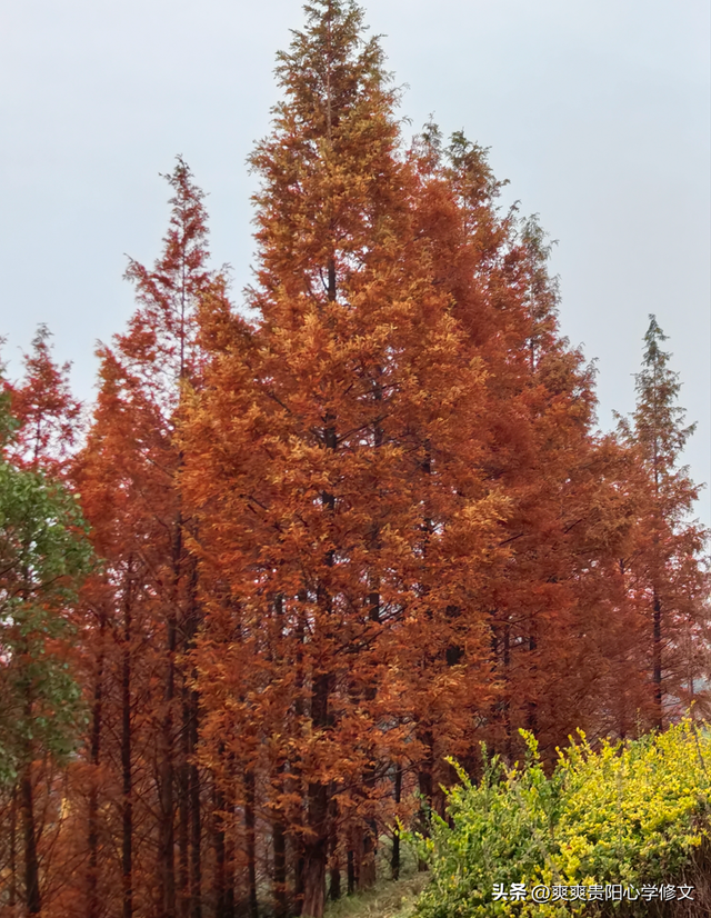 冬日里 修文县白虎山山体公园已换上五彩盛装