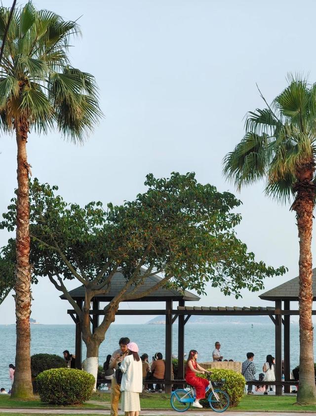 厦门珍珠湾沙滩，人少景美的隐秘海滩，沙滩旁那棵网红树拍照绝美