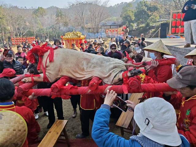 “年猪宴”里寻年味！千名游客赴黄陂这个景区“搂席”