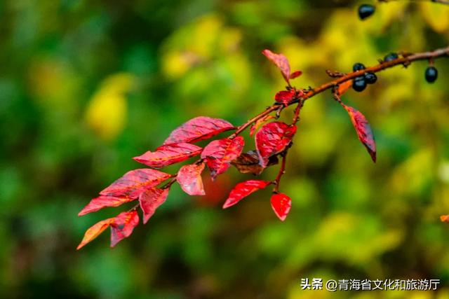 【秋日青海】假期邂逅乡趣卡阳,在云雾与秋色中共舞