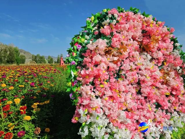 花美人少赶紧去!嘉峪关出现“宝藏级”五彩花海,全网都在追问来源!