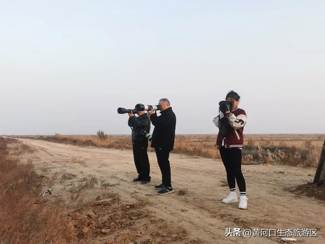 【黄河口生态旅游区】黄河口最美观鸟季已上线，赏鸟正当时！快来邂逅候鸟之约吧！