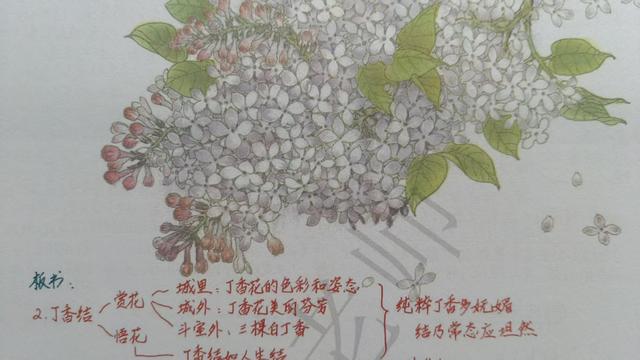 六年级上册第二课《丁香结》，资深教师手写笔记，帮助学生学语文