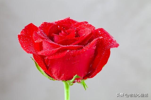红玫瑰与白玫瑰：她为何越界，他又何从“朱砂痣”沦为“蚊子血”