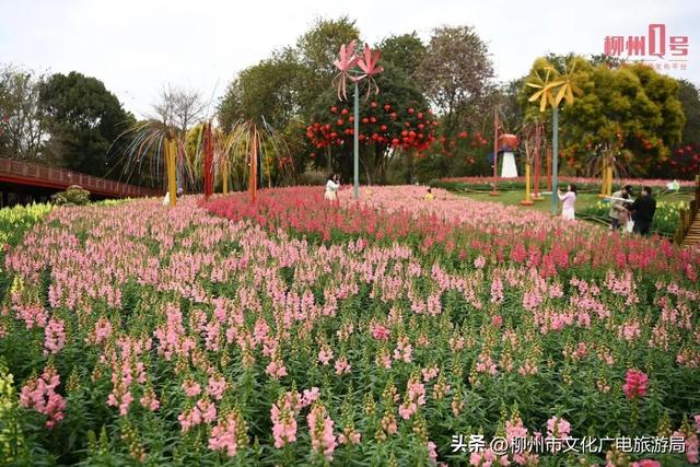 古人云“出门俱是看花人”，原来写的是柳州的春天~