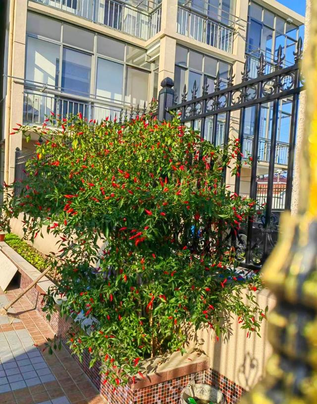 男子因“辣椒当花”引围观，不服来战，网友：小众美被你玩明白了