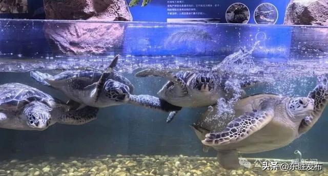 10月27日-29日，这些人免费游鄂野、海洋馆→