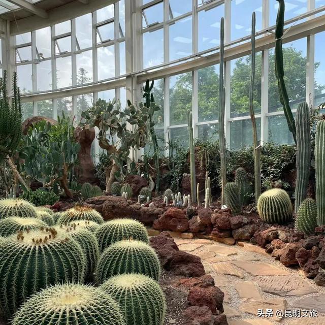 初冬出片C位！昆明这个地方必须榜上有名，周末抓紧冲~