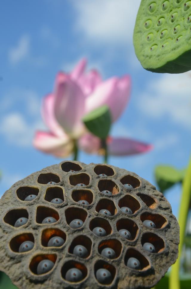 到铁岭市荷花湖与“荷”你一场美丽相遇