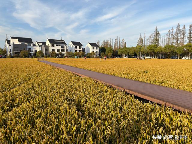 上海的乡村美得我头晕目眩