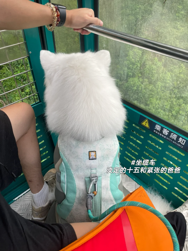 在韶关，带毛孩子去哪“浪”？这份宠物友好地图请收藏，撒欢不踩雷~