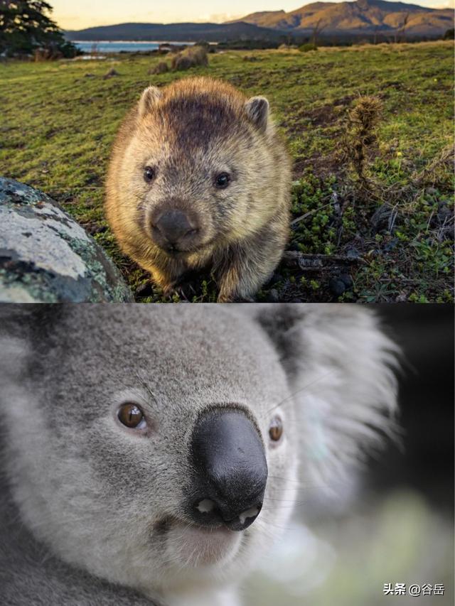 在塔斯马尼亚岛做小探险家