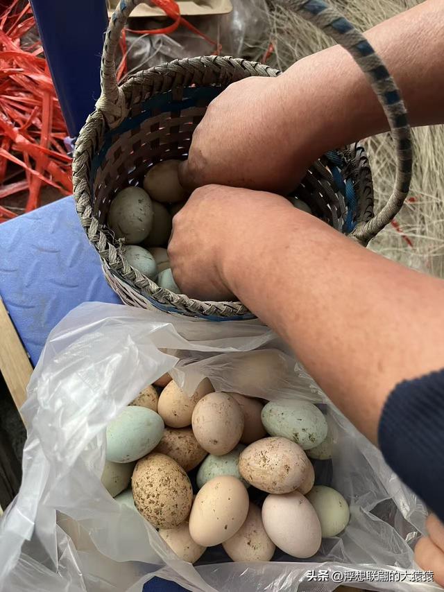 游赏过九鼎山后，我又跑到一户院里“强买”了大爷种在路边的白菜