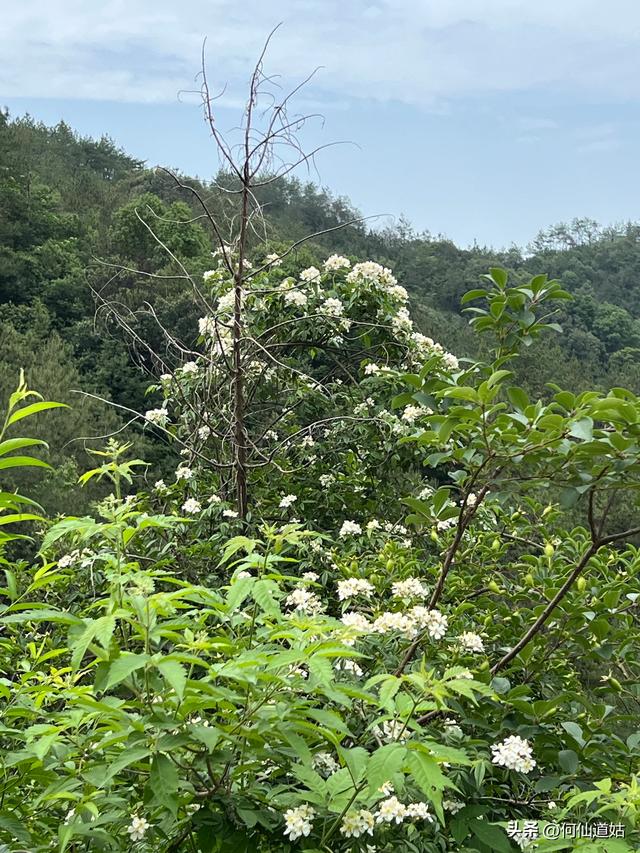 灵谷峰，“中国最早的旅游景区”