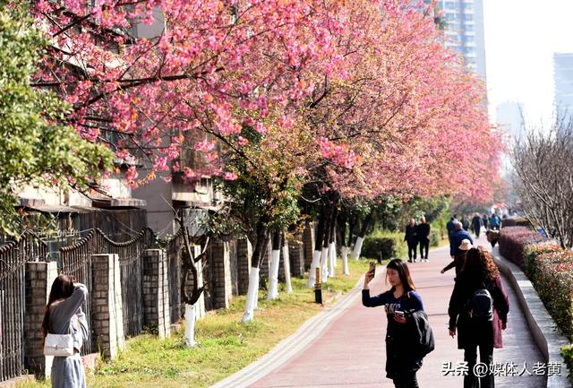 六盘水市水城河畔冬樱和梅花盛开鸟语花香引客来