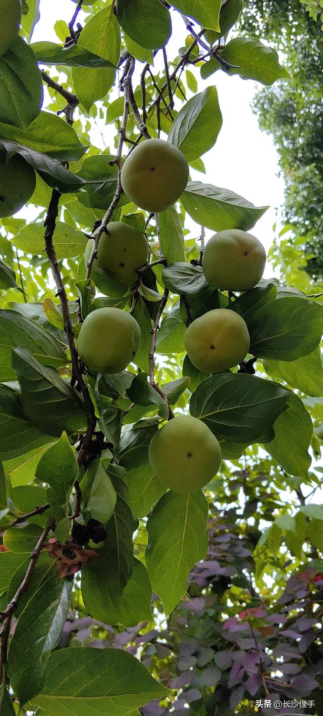 柴米油盐调味诗与远方，抚仙湖那一抹红