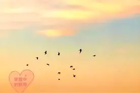 燕子为什么喜欢在早霞和晚霞中飞翔？图片