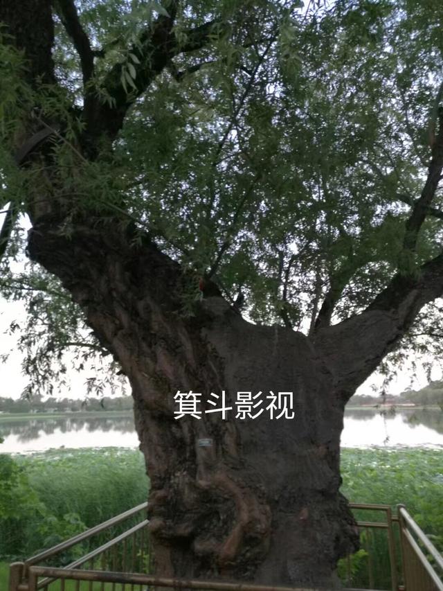 颐和园西堤古柳，三百年沧桑的见证者。