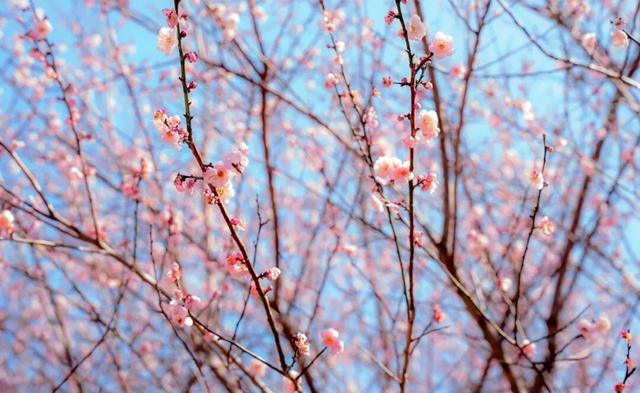 惠聚美好丨梁化梅园迎来最佳观赏期，错过等一年！