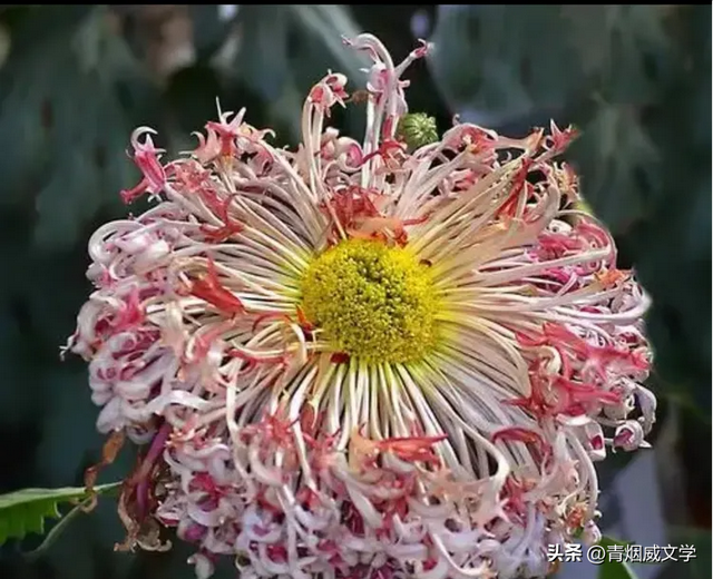 趵突菊韵 锦绣泉城