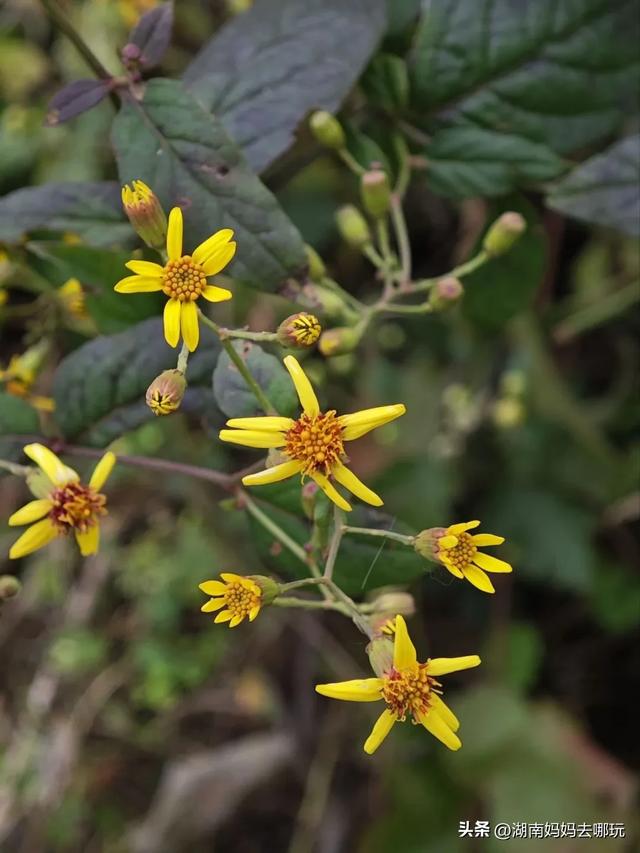 1.5h直达!藏在山野里的捡秋秘境,瀑布+挖宝双buff拉满!