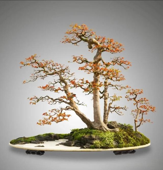 丛林盆景制作技巧｜把“微型森林”搬回家，丛林盆景这么做超简单