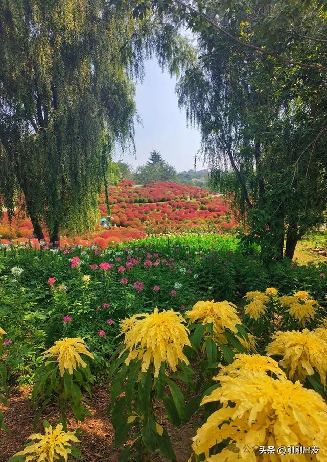 大连最美花海，中国园艺界标杆，十一假期就去这里赏花