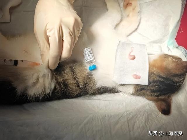 从“流浪无依”到“宠爱有道”，金海街道这个社区有“喵”招→