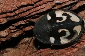 知道你家那只蟑螂是什么品种吗图片