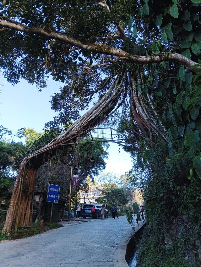 景迈山避世之旅，云端上的茶香秘境——西双版纳普洱游记之三