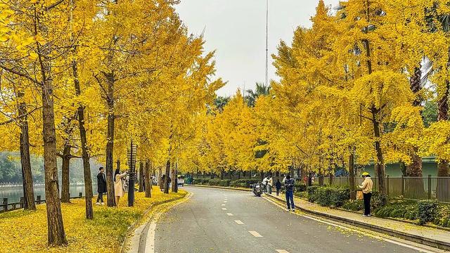 好看！好拍！🤩成都秋日银杏打卡攻略请收好~