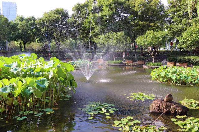 浙江宁波城区发现一处风景，小巧清幽但满池荷花，好有诗情画意