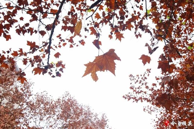 金光满枝！三元路梧桐大道美成油画